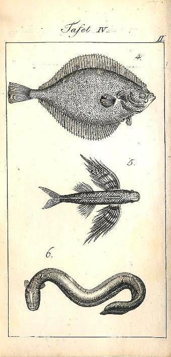 Vorbereitung zur Naturgeschichte. (= Neues Elementarbuch zum Gebrauche bei dem Privat-Unterrichte, Hg. von C. P. Funke, 3. Theil, 1. Hälfte)