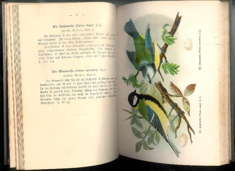 Köhler's nützliche Vogelarten und ihre Eier.