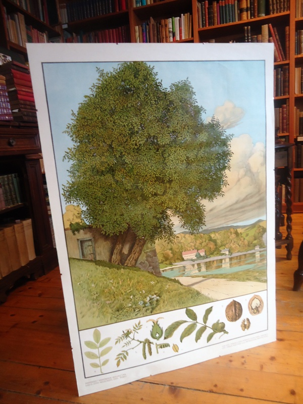 Nussbaum.100 x 70cm. Farblithographie.