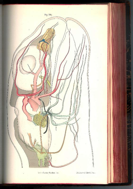 Grundriss der vergleichenden Anatomie der Wirbelthiere für Studierende. Dritte, gänzlich umgearbeitete und stark vermehrte Auflage.